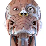 Visual Anatomy 3D – Human Body